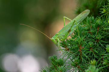 Tettigonia viridissima female sitting on the needles branches, great green bush-cricket beautiful animal posing in daylight