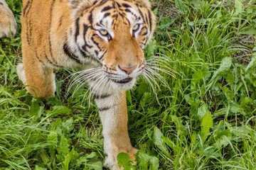 Bengal tiger enjoying in a green meadow