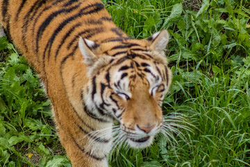 Bengal tiger enjoying in a green meadow