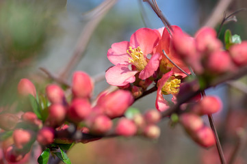 Ornamental flowering shrub Chaenomeles japonica cultivar superba with beautiful light pink petals...