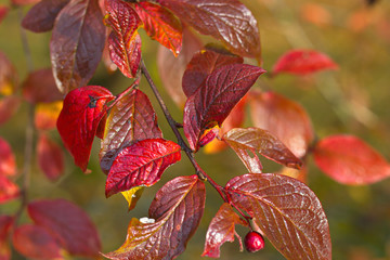 Felsenbirne Ast mit Rote Blätter im Herbst nach dem Eisreif.