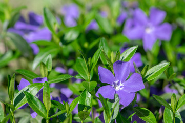 Vinca minor lesser periwinkle ornamental flowers in bloom, common periwinkle flowering plant, creeping flowers
