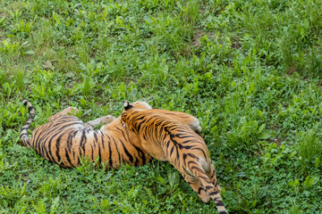 Bengal tiger enjoying in a green meadow