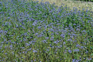 Naklejka premium Rainfarn-Phazelie