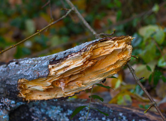 Gebrochenen Ast im Herbst aus der Nähe fotografiert mit Sichtbare Maserung.