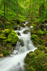 Waterfall in a lush gorge in Slovenský Raj, Slovakia - 305959933