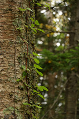 北海道阿寒湖畔