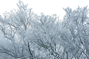 beautiful winter landscape with white snowy trees in the park, in the forest, deep tracks in the snow, seasonal, weather concept