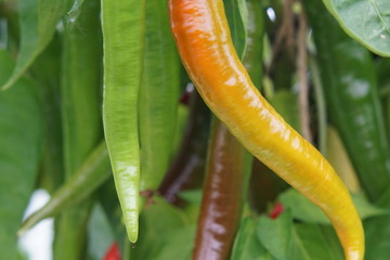 Chilli pepper Sumher F1
