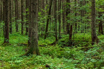 Fototapeta na wymiar Forest landscape with trunks of spruce trees