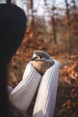 Cute hedgehog picture