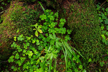 Fototapeta premium Top view of the wood sorrel (Oxalis acetosella) and moss growing in the forest among the roots of the trees. Green shamrocks. Northern nature. Nordic woodland.