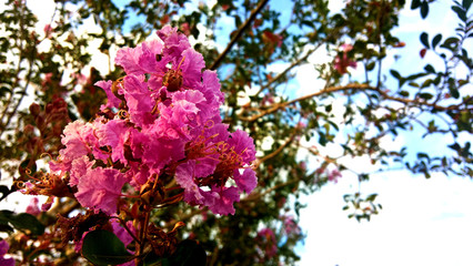 branch of a tree with pink flowers