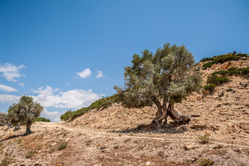 Fototapeta na wymiar Tree on a hillside in Agio Farango Gorge.