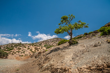 Fototapeta na wymiar Tree on a hillside in Agio Farango Gorge.