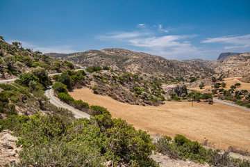 Yellow field with olive trees in Agio Farango gorge.