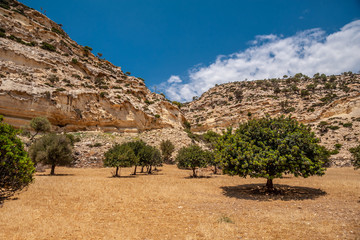 Yellow field with olive trees in Agio Farango gorge.