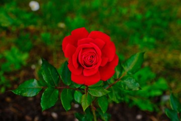 Beautiful full blooming red rose with blurred green leave background.