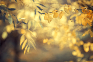 autumn background yellow noble