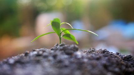 People growing tree,Watering plants and planting trees