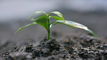People growing tree,Watering plants and planting trees