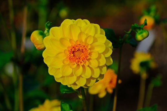 Beautiful full blooming Dahlia Coccinea, yellow flower with blurred background.