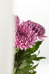 selective focus of purple chrysanthemum flowers isolated on white