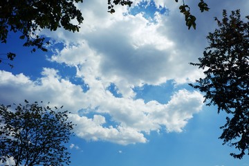 Top of tree branches against blue sky background for nature and environment concept