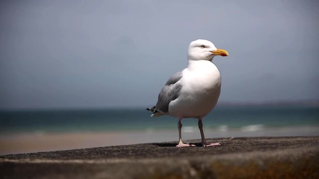 Seagull sitting on a wall in front of the beach, St. Malo , France
