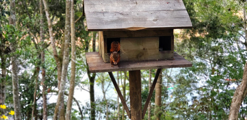 Ardilla en su hogar