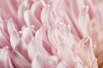 close up view of pink chrysanthemum petals