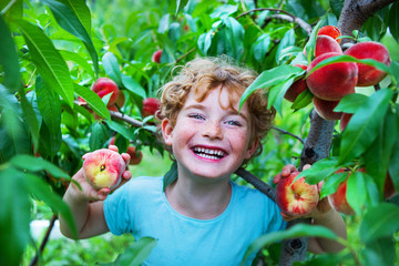 happy boy harvesting peaches in fruit garden, little kid picking and eating fresh ripe peach from tree on organic pick own fruit farm