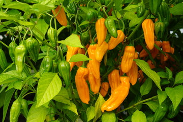 Hot Pepper Golden Ghost
