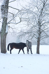 horses at winter