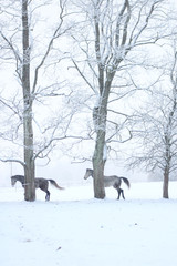 horses at winter