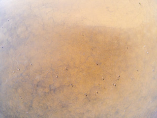 Migrator birds in water viewed from air