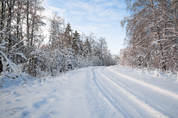 Forest road between trees covered with fresh white snow. The imprint of the wheels in the snow. Winter landscape.