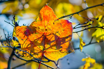 golden colored autumn leaves in nature