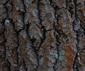 The bark of an old tree. Wood bark texture. Background photo with place for text.