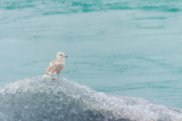 White arctic bird sitting on floating ice floe, Jökulsárlón Iceland