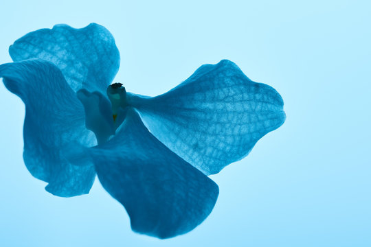 Colorful Blue Orchid Flower Isolated On Blue