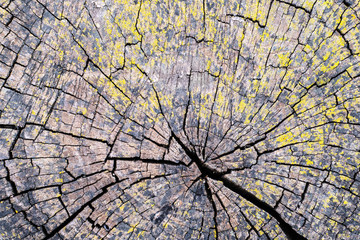 cracked slice of old stump for backdrop texture and background