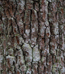 The bark of an old tree. Wood bark texture. Background photo with place for text.