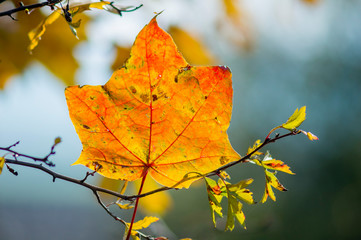 golden colored autumn leaves in nature