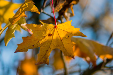 golden colored autumn leaves in nature