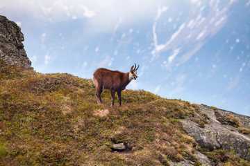 Chamois in High Tatras National Park