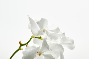 Naklejka na ściany i meble beautiful orchid flowers on branch isolated on white