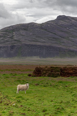 Obraz premium Lonely sheep on a grass meadow in front of high rocky mountains, 