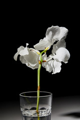 white orchid flower in glass on black background