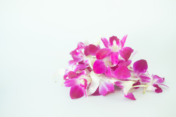 Fototapeta na wymiar Violet orchid on white background